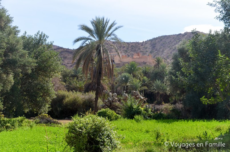 Taroudant - oasis Tiout, palmeraie