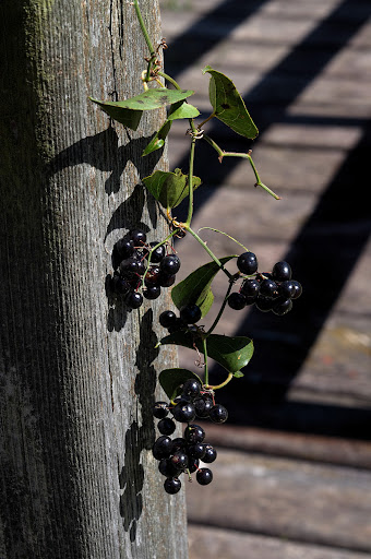 Smilax aspera