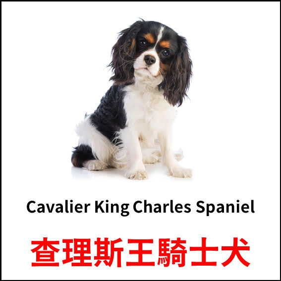 Cavalier King Charles Spaniel - 查理斯王騎士犬 - 狗狗品種