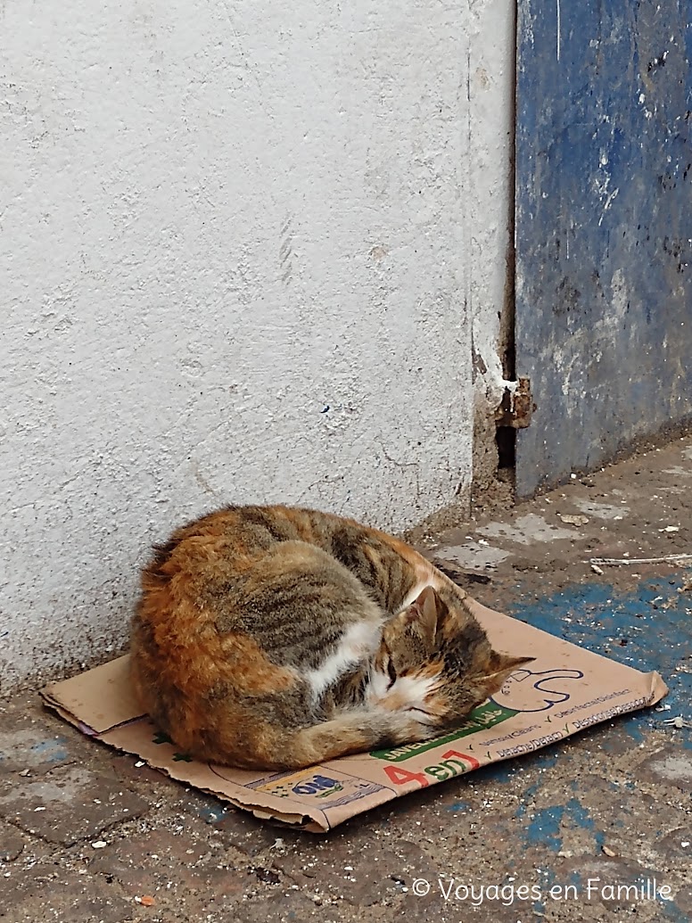 Essaouira et les chats