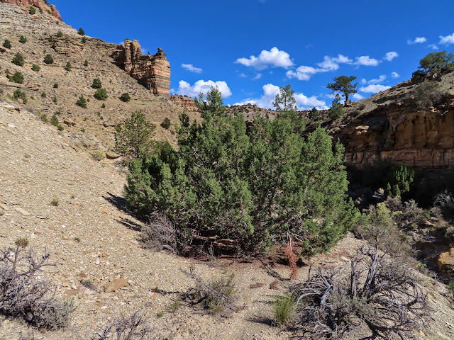 Juniper growing in the middle of the old wagon road