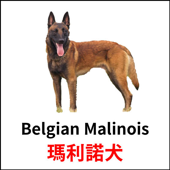 Belgian Malinois - 瑪利諾犬 - 狗狗品種