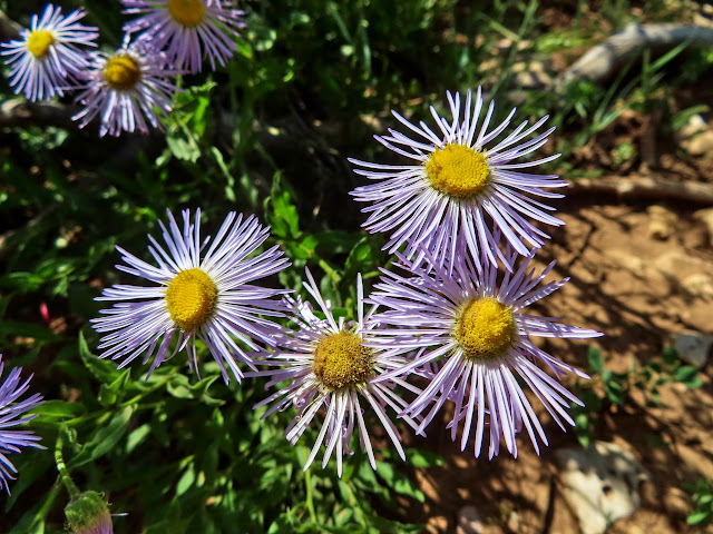 Daisies