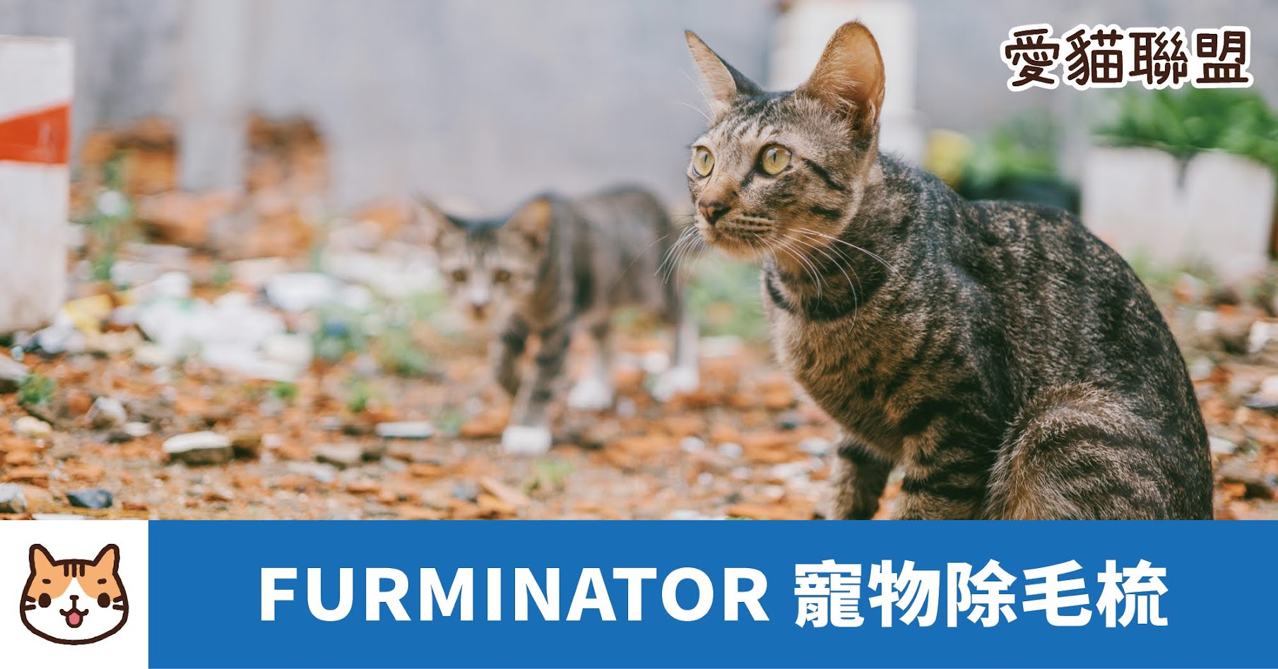 FURMINATOR寵物除毛梳：解決寵物毛髮問題的利器