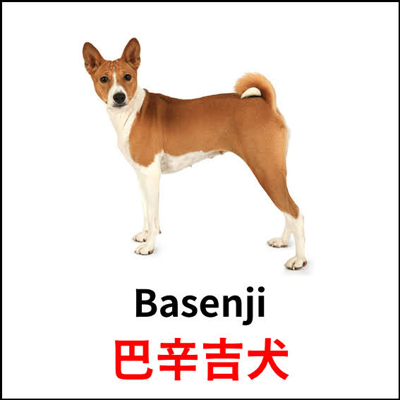 Basenji - 巴辛吉犬 - 狗狗品種