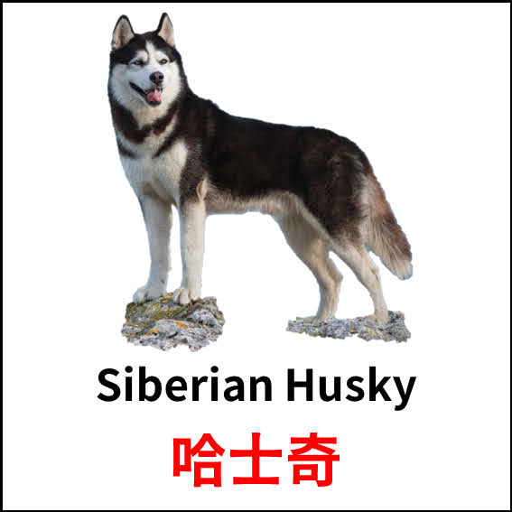 Siberian Husky - 哈士奇 - 狗狗品種