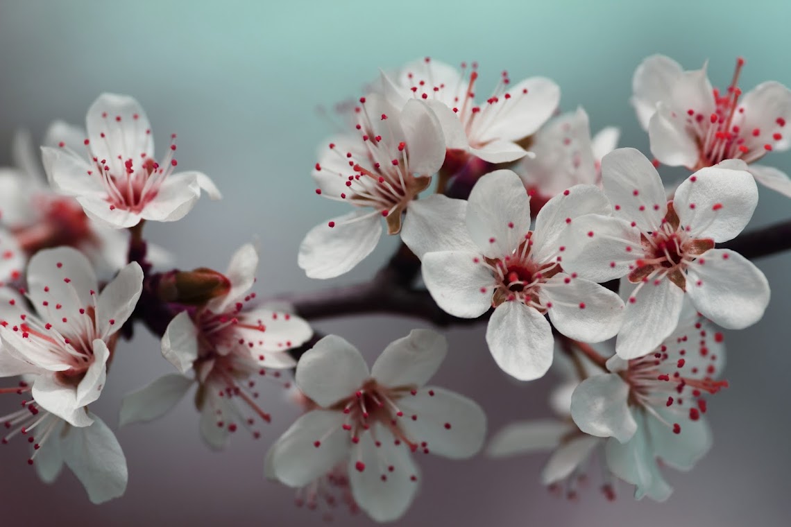 Hình ảnh hoa anh đào Nhật Bản