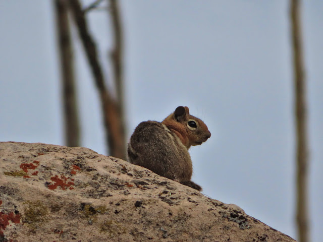 Squirrel!