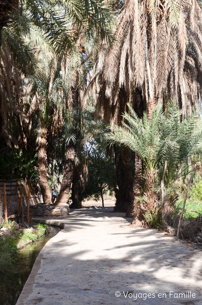 Taroudant - oasis Tiout, palmeraie