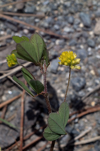 Trifolium dubium