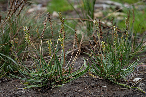 Plantago maritima