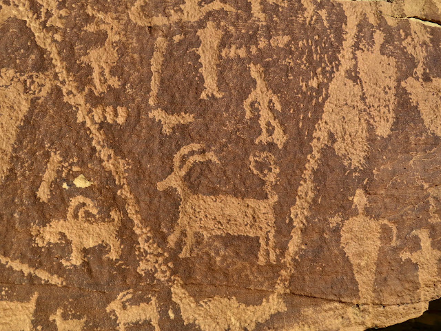 Bighorn sheep with a strange tail