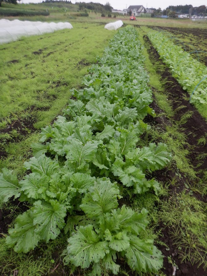 こぶ高菜の畝。10月29日