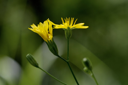 Lapsana communis