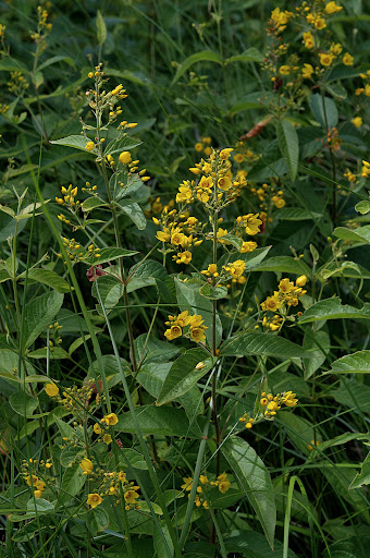 Lysimachia vulgaris