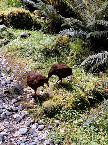 Milford Track wekas