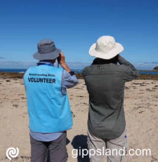 David and Kasun monitoring on the beach at Cape Paterson