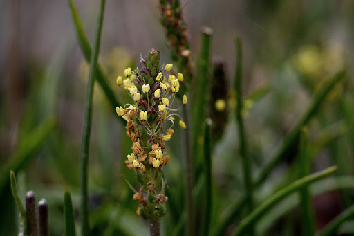 Plantago maritima