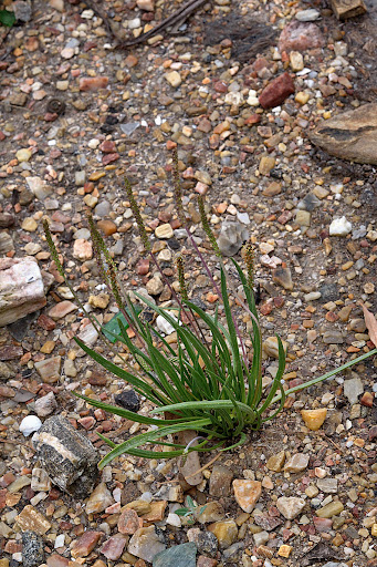 Plantago maritima