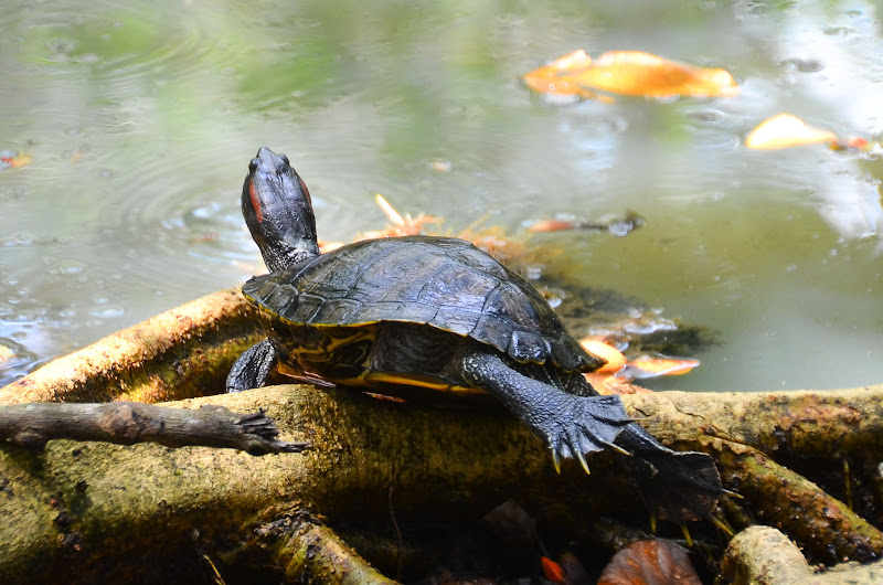 tortues