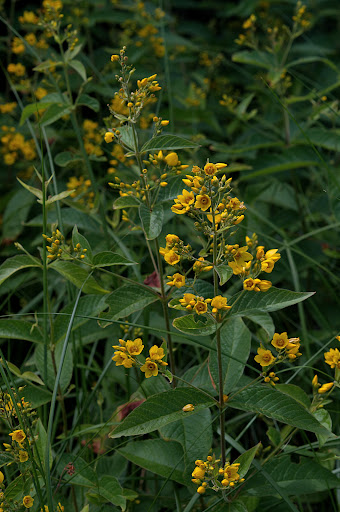 Lysimachia vulgaris