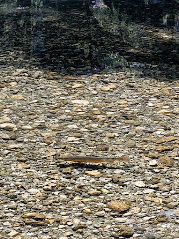 Clinton River Fish