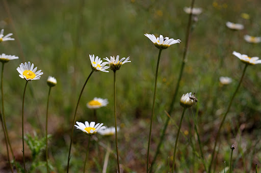 Leucanthemum gallaecicum