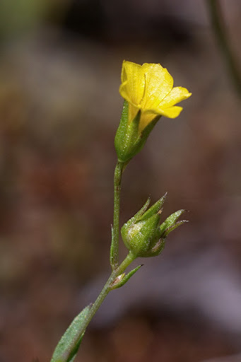 Linum trigynum