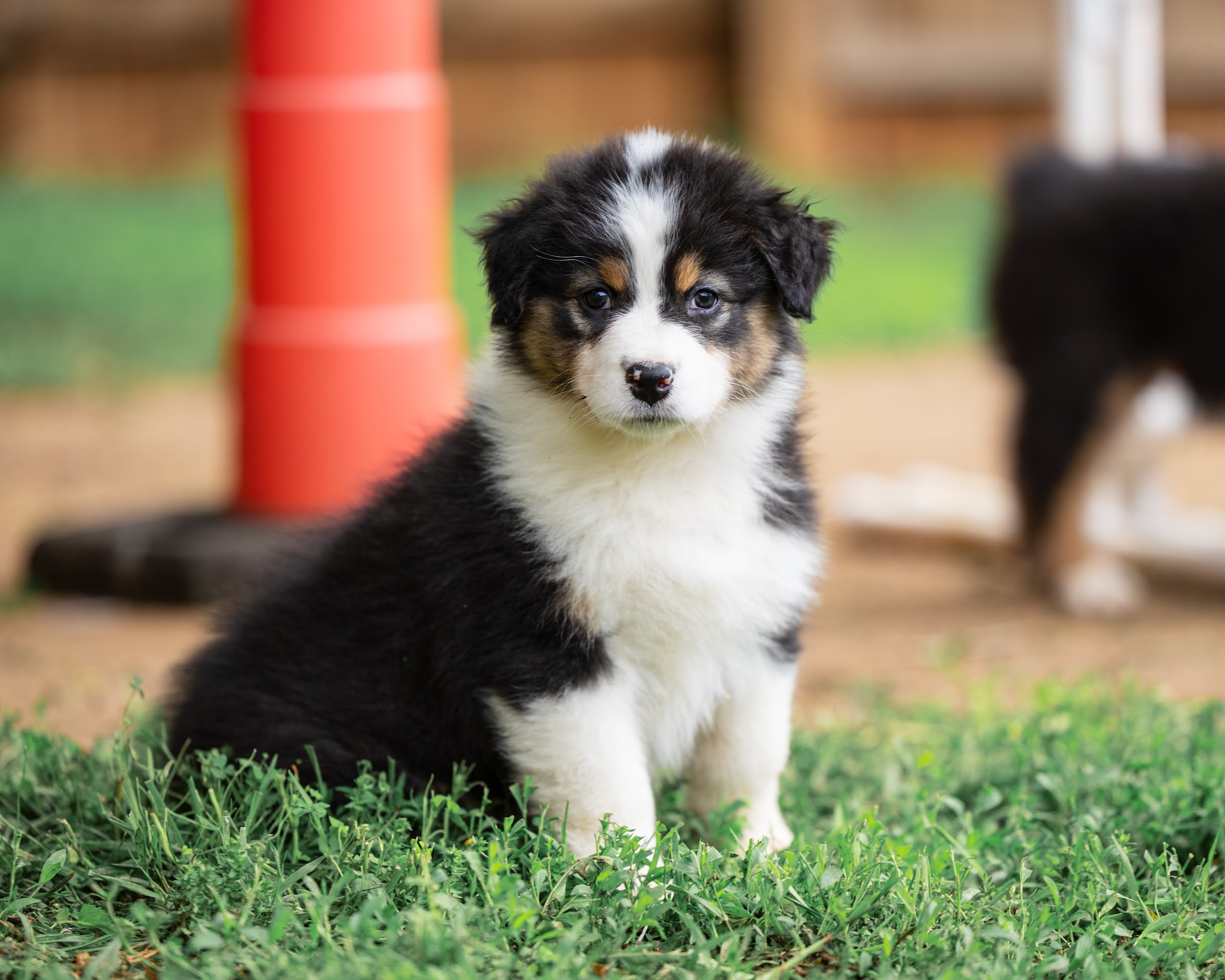 Lumen 7 Week Photo