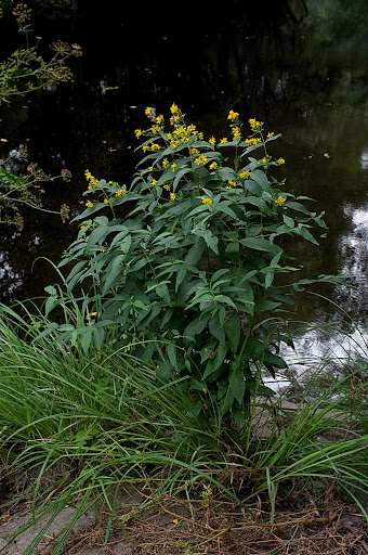 Lysimachia vulgaris