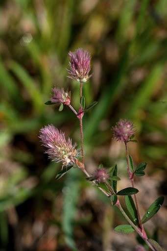 Trifolium arvense