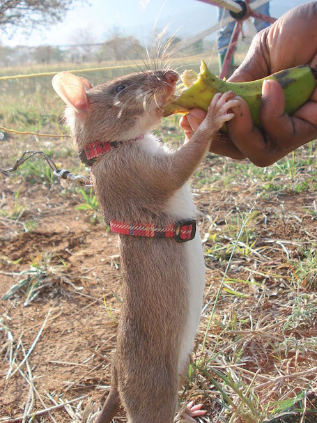 Herorats