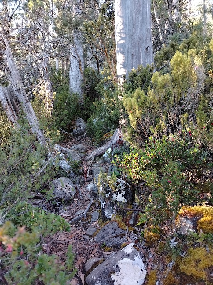 Юго-Восток Австралии, самолёт+авто: Great Ocean Road, Kangaroo island, Tasmania, Blue mountains. 2025