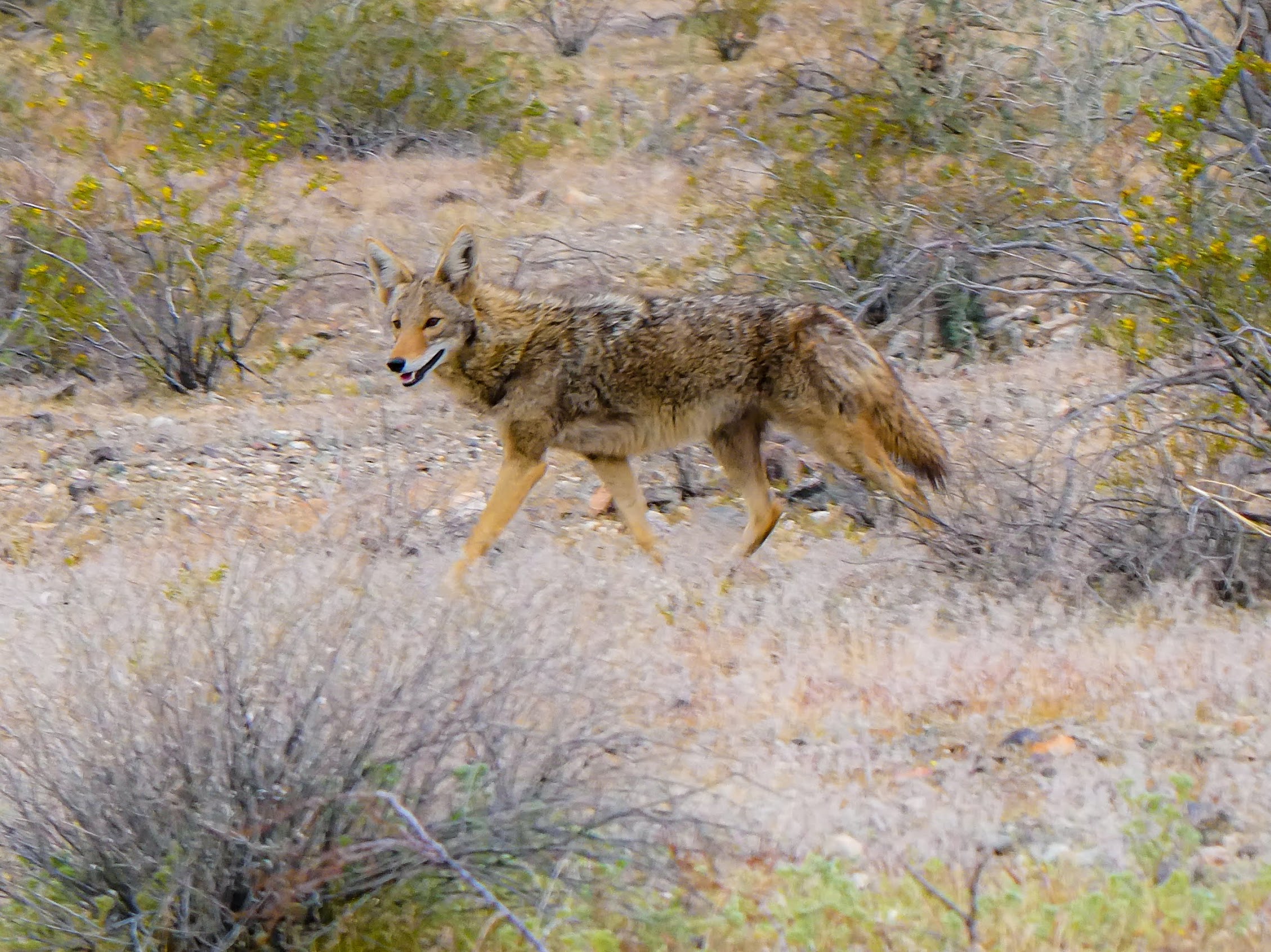 Ranger, Bajada, Max Delta, South Mountain