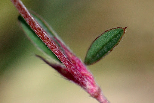 Trifolium arvense