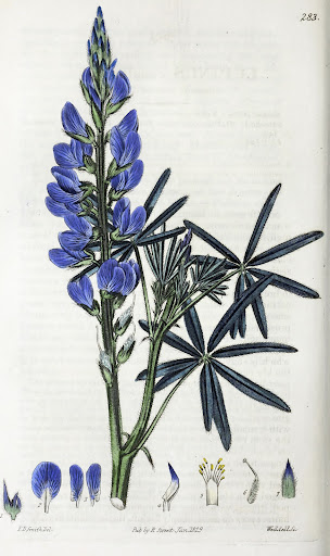 Lupinus angustifolius