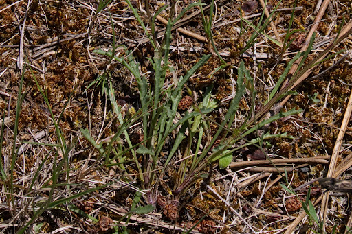 Leucanthemum gallaecicum