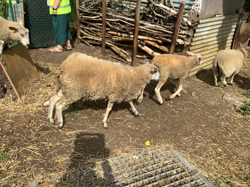 Google Photo