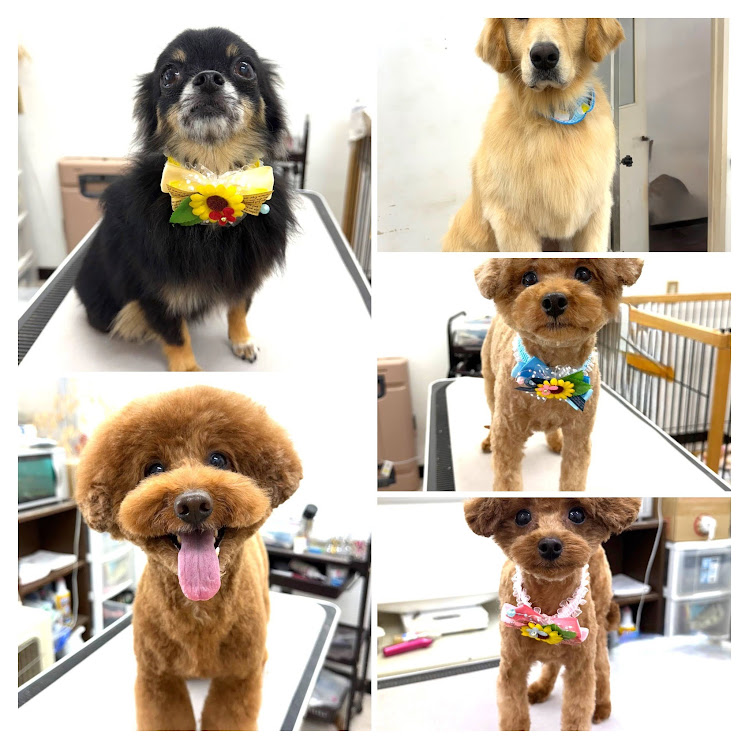 7月11日にトリミングに来てくれたワンちゃんたち