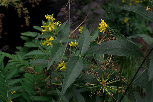 Lysimachia vulgaris