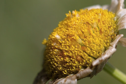 Leucanthemum gallaecicum