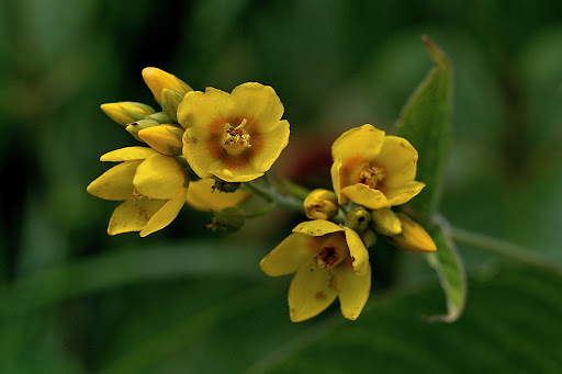 Lysimachia vulgaris