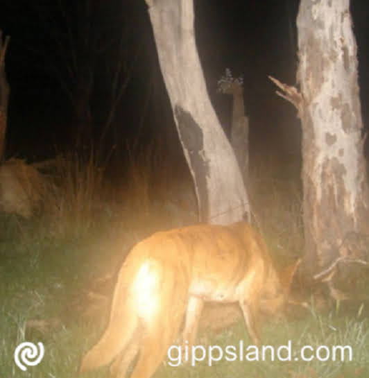 Wild dog attacks surge in Gippsland; MP Tim Bull demands assurances that government doggers remain focused on livestock protection