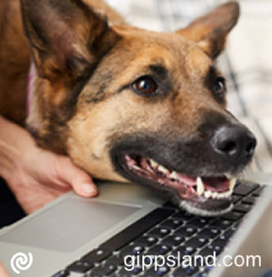 All cats and dogs over three months must be registered. Owners face penalties for non-compliance. Registrations open until April 2026, permits required for more than two pets