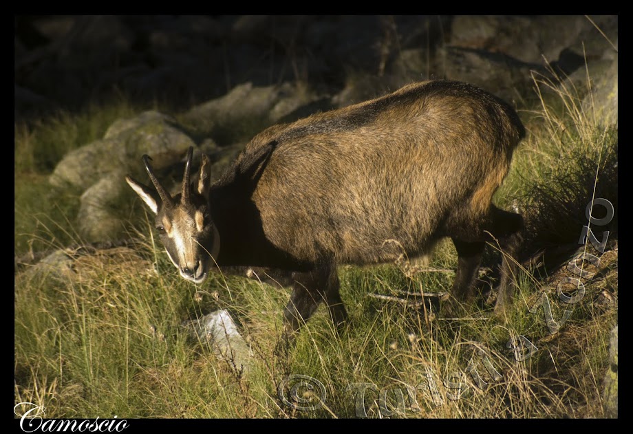 Fauna selvatica verso il Lagarot di Lourousa in Valle Gesso