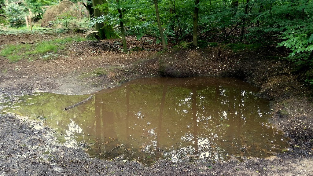 1. Bennekomse bos op 16 juni 2024
