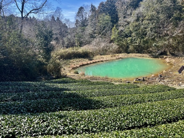 緑色の池