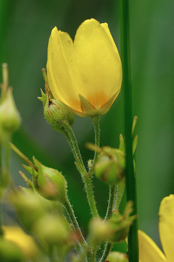 Lysimachia vulgaris