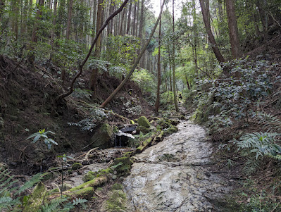 二上山の南側の峠道を進みます。いつも濡れている気がしますが、苔で滑るようなことはありませんでした。