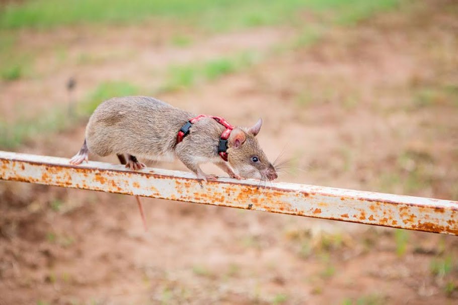 Herorats